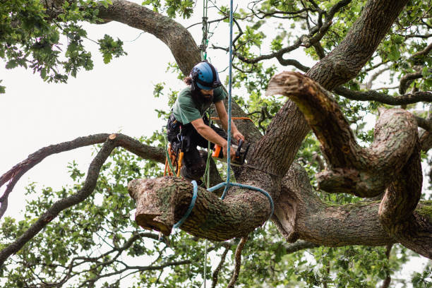 Tree and Shrub Care in Ashdown, AR