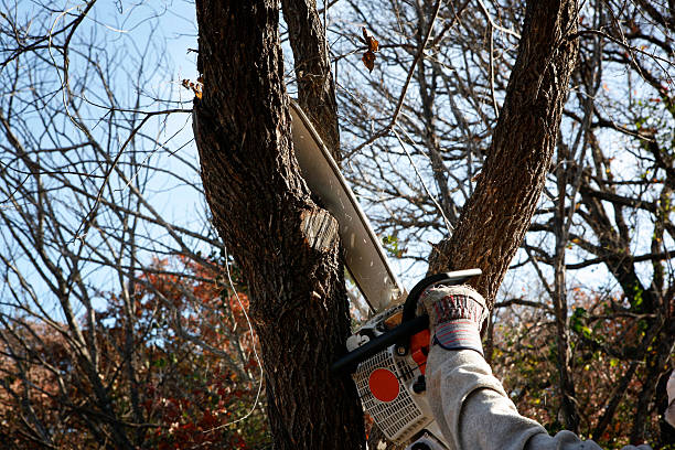 How Our Tree Care Process Works  in  Ashdown, AR